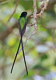 Red-billed Streamertailborder=